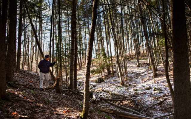 Maine wants to pay landowners to fight climate change with their trees - observer-me.com