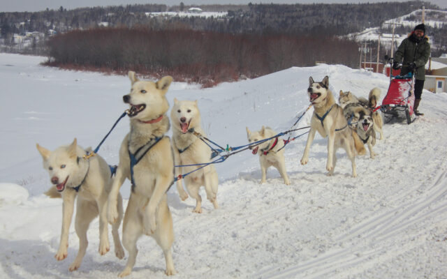 Musher embarks on more than 200-mile expedition to honor heroic sled dog  Togo - Piscataquis Observer