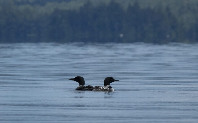 Fish Lead Free - Maine Audubon