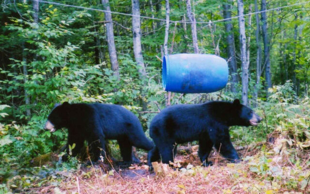 II. The Practice of Baiting in Bear Hunting