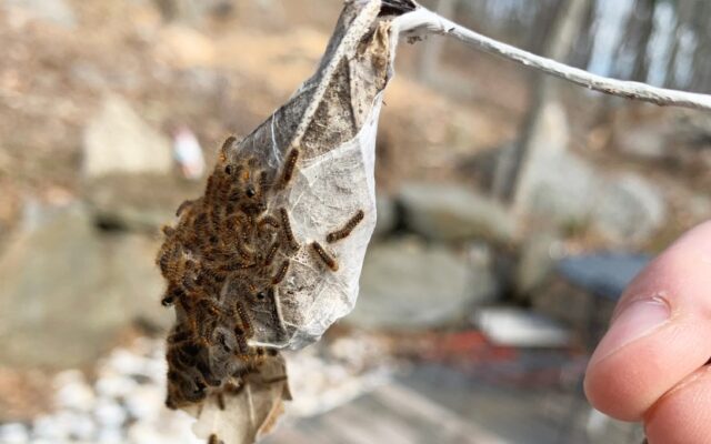 Maine Forest Service launches Browntail Moth Awareness