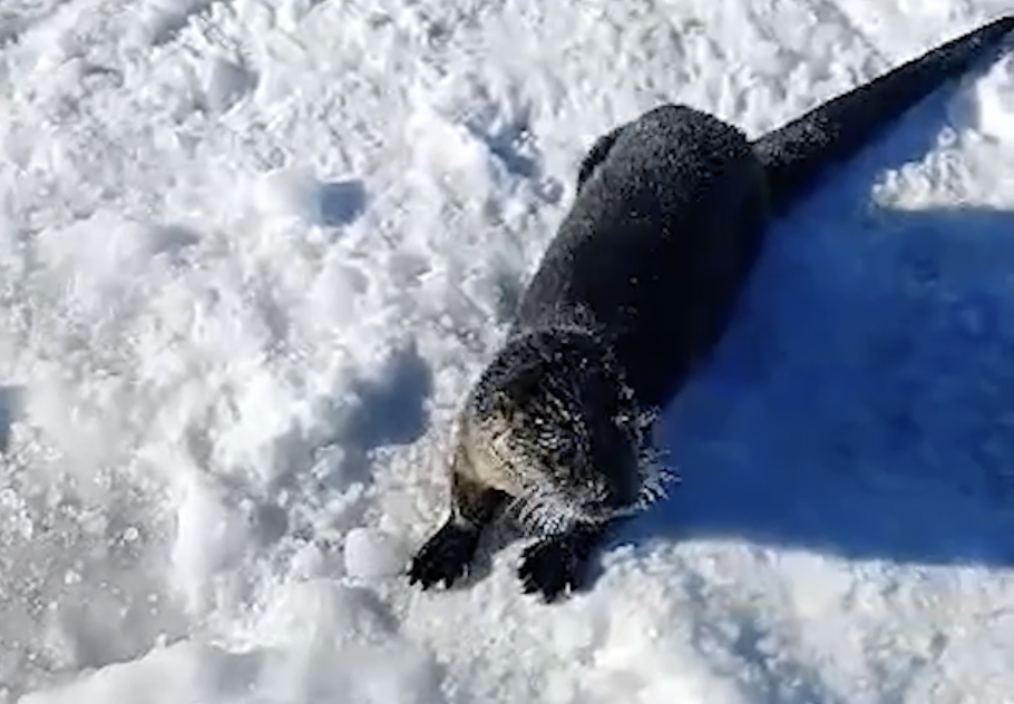 A very curious otter visits these Moosehead Lake ice fishermen