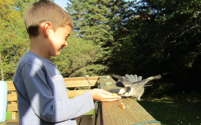 The Canada Jay Piscataquis Observer