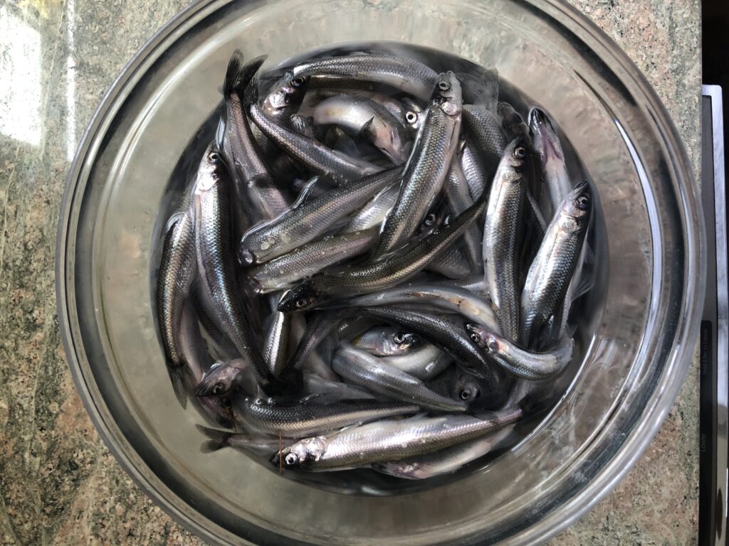Check a Maine river at dusk in the spring and you could find hundreds of  smelts - Piscataquis Observer