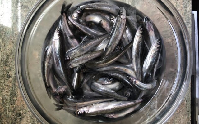 Check a Maine river at dusk in the spring and you could find hundreds of  smelts - Piscataquis Observer