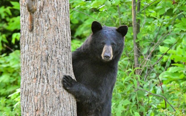 Where in Maine hunters shot the most bears last year - Piscataquis Observer