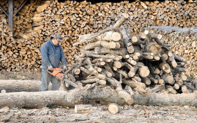 When Is The Right Time to Cut Wood