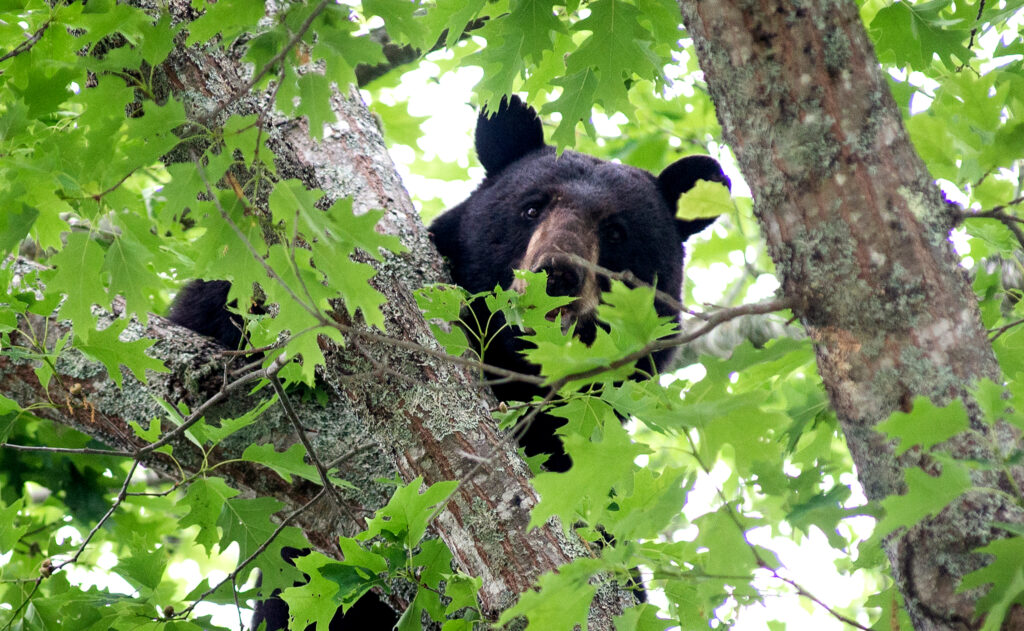 Property owners and outdoor enthusiasts reminded to secure potential food  sources as black bears enter fall feeding season