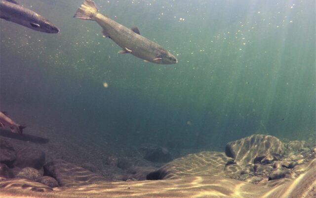 Collins, King announce $1.2M for Atlantic salmon habitat restoration - Vimarsana News